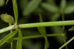 Bluntleaf bedstraw